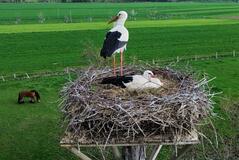 遊水地でも営巣中