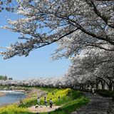下野の「天平の花まつり」に合わせ、姿川の桜並木をライトアップ　新たな観光名所へPR