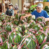 「与一西瓜」が収穫シーズン　甘く良質　15日からすいか祭りも　大田原