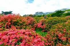 那須でヤマツツジ見頃