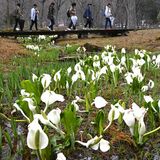 日光・上三依水生植物園でミズバショウ見頃　雨露まとう白く愛らしい姿　珍しい黄色も