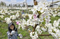 宇都宮でナシの人工授粉作業