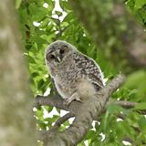 野木神社の境内に癒やし　フクロウのひな２羽巣立つ　