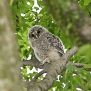 野木神社の境内に癒やし　フクロウのひな２羽巣立つ　