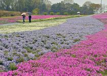 春の絶景 市貝のシバザクラ満開