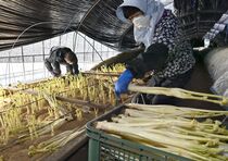 那須塩原などでウド収穫ピーク
