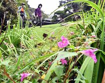 日光・田母沢御用邸でツリフネソウ見頃