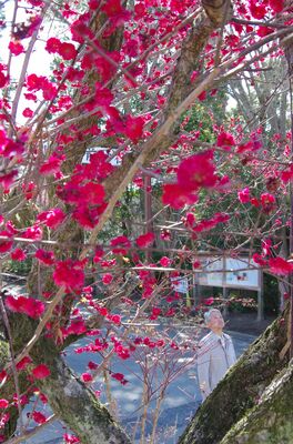 大前神社で見頃を迎えている梅