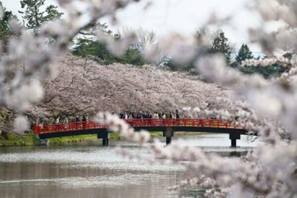 　見頃を迎えた、国内有数の桜の名所として知られる青森・弘前公園の桜＝１５日午後、弘前市