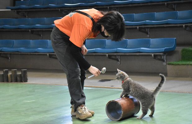 筒を転がす特訓をするネコと飼育員