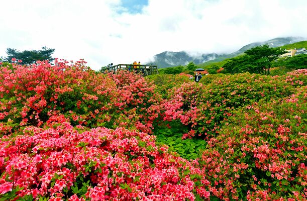 那須高原を鮮やかなピンク色に染めるヤマツツジ＝2022年５月22日