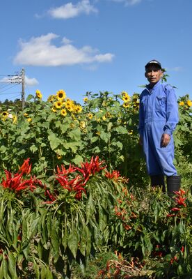 青木さん方の畑で咲くヒマワリと赤く色づいたトウガラシ
