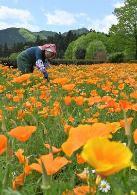 見頃を迎えたハナビシソウ
