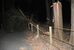 強風で倒れたとみられる木。道路を塞ぎ、通行止めとなった＝24日午後９時50分、宇都宮市宝木町