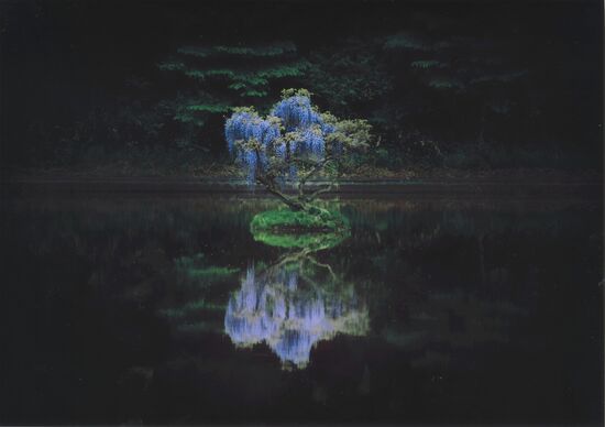 銀賞「幽世（かくりよ）の紫」北山建穂（日光）