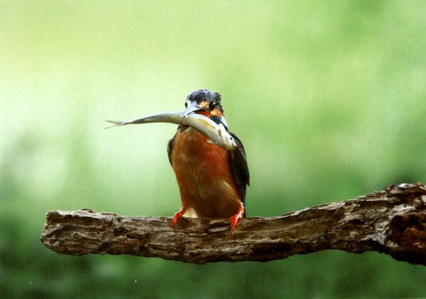 「捕獲」杉本靜（那珂川）