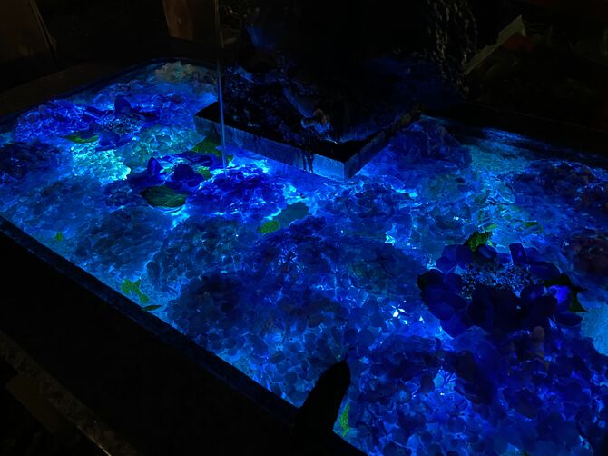 ライトアップされた花手水