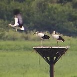 コウノトリのひな、３羽目も巣立つ　小山の渡良瀬遊水地