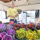 赤やピンクで正月彩る　高根沢で葉ボタンの出荷大詰め　白の「晴姿」に色づけ