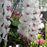 温室にラン大集合　栃木・花センターで企画展