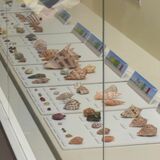 美しい貝、知ってるかい　那須野が原博物館で企画展　国内外の650点を紹介