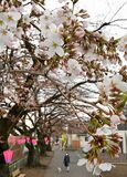 ソメイヨシノ開花