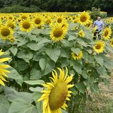 ヒマワリ満開、喜んでくれますか　那須で５万本見頃　地元有志が整備、今年は展望台も