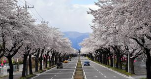 野崎第２工業団地の桜並木　大田原