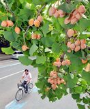 ギンナン鈴なり　宇都宮