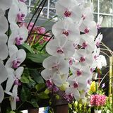 温室にラン大集合　栃木・花センターで企画展