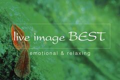 「ライブイマージュ・コンサート」に、 REAL TRAUM、Budo、石井琢磨がオープニングアクトとして出演決定！