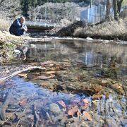 那須塩原に伝わる七不思議とは？　魚がすまない精進川、枝が下を向く逆杉...　100…