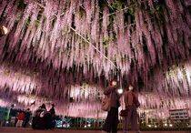 あしかがフラワーパークの大藤見頃