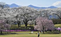 矢板・長峰公園の桜が見頃