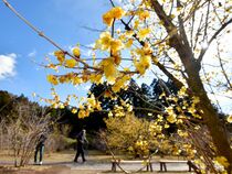 ロウバイ咲き始め　鹿沼