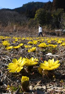 フクジュソウ　足利