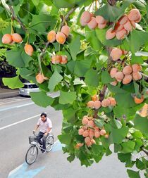 ギンナン鈴なり　宇都宮