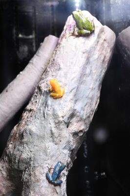 特別展示が始まった黄色と水色のカエル。上は普通色の個体＝２３日午前、大田原市佐良土