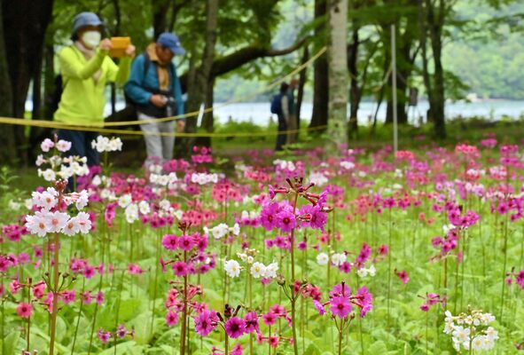 千手ケ浜に咲く色鮮やかなクリンソウ＝15日午前９時30分、日光市中宮祠