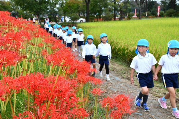 ヒガンバナと稲穂の競演を楽しんだ園児
