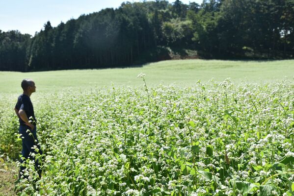 見頃となった平山さん方のソバの花