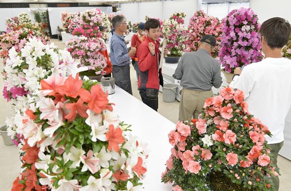 丹精したサツキが並ぶ審査会場