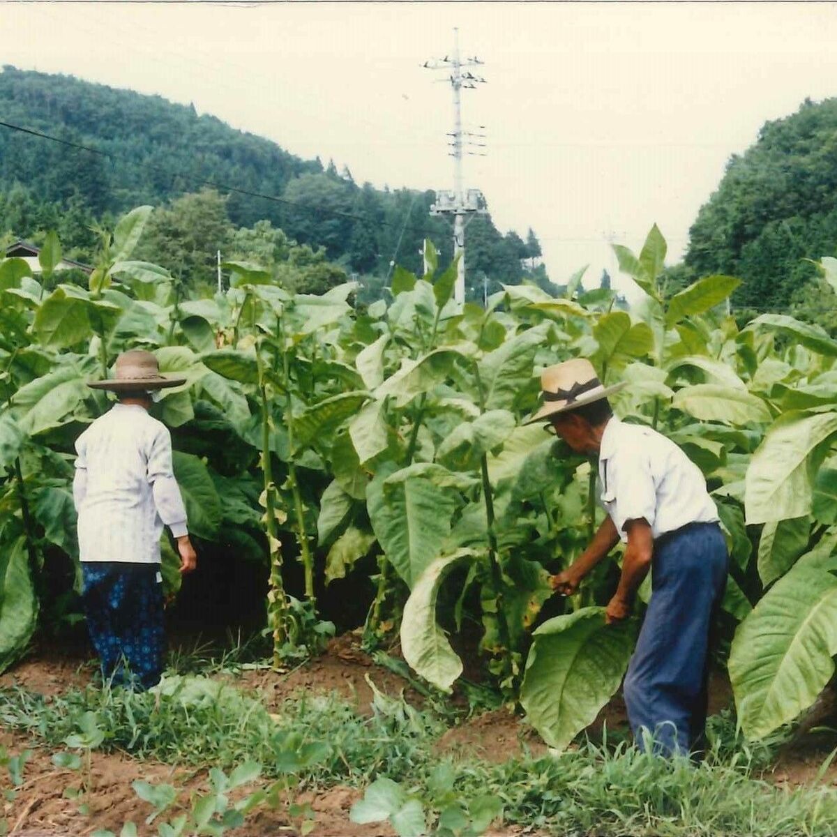 わがまちの変遷 茂木のたばこ 繁栄支えた栽培と製造｜県内主要,地域の 
