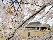 栃木県内桜便り2026　桜町陣屋跡（真岡）　農村復興の拠点で咲く　ソメ…