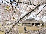 栃木県内桜便り2026 桜町陣屋跡(真岡) 農村復興の拠点で咲く ソメ…