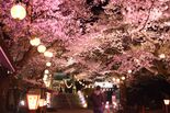 鬼怒川の夜桜見頃　鬼怒川温泉神社・護国神社でライトアップ【動画】
