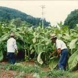 わがまちの変遷　茂木のたばこ　繁栄支えた栽培と製造