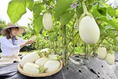 中身ぎっしり 食感とろり