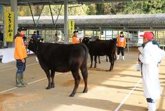審査対象は雌牛３８頭