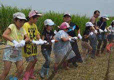 生態系維持へ地引網で外来魚駆除　小山・渡良瀬遊水地で200人参加
